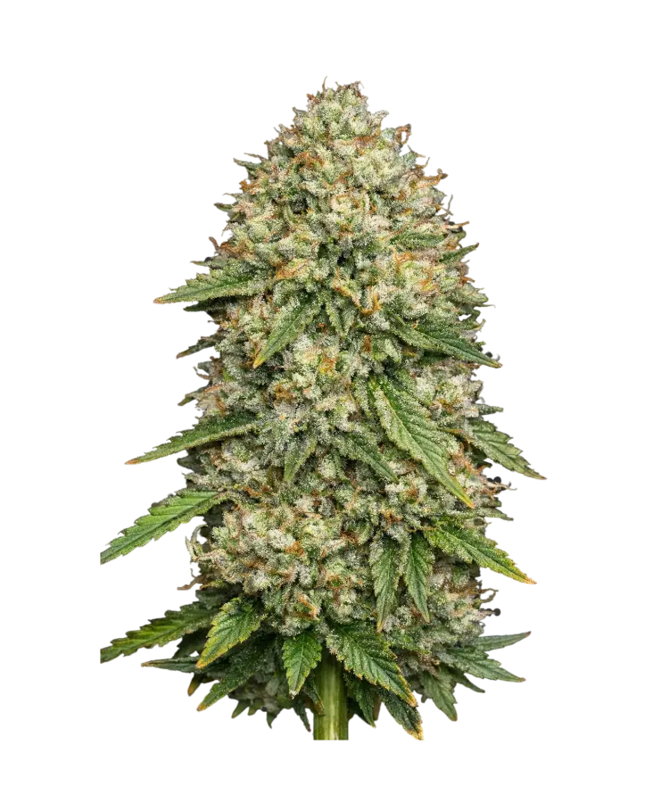 Crystal Ball cannabis strain by Hypno Seeds