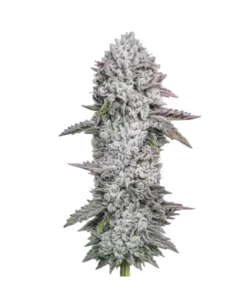 gary payton seeds: Premium weed seeds with stable genetics, strong terpene profiles, and reliable performance for indoor and outdoor growers.