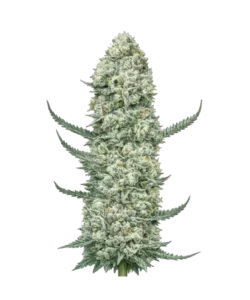 gelato 33 seeds: Premium weed seeds with stable genetics, strong terpene profiles, and reliable performance for indoor and outdoor growers.