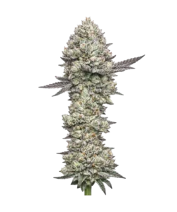 girl scout cookies seeds: Premium weed seeds with stable genetics, strong terpene profiles, and reliable performance for indoor and outdoor growers.