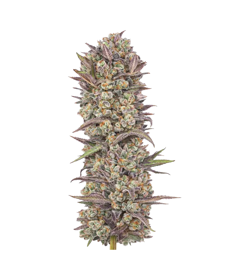 Ice Eyes cannabis strain by Hypno Seeds