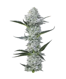 mimosa seeds: Premium weed seeds with stable genetics, strong terpene profiles, and reliable performance for indoor and outdoor growers.