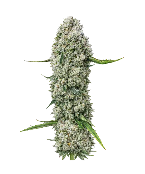 og kush seeds: Premium weed seeds with stable genetics, strong terpene profiles, and reliable performance for indoor and outdoor growers.