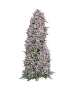 papaya auto seeds: Premium weed seeds with stable genetics, strong terpene profiles, and reliable performance for indoor and outdoor growers.