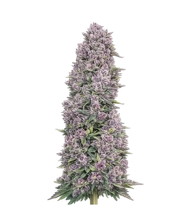 Papaya cannabis strain by Hypno Seeds