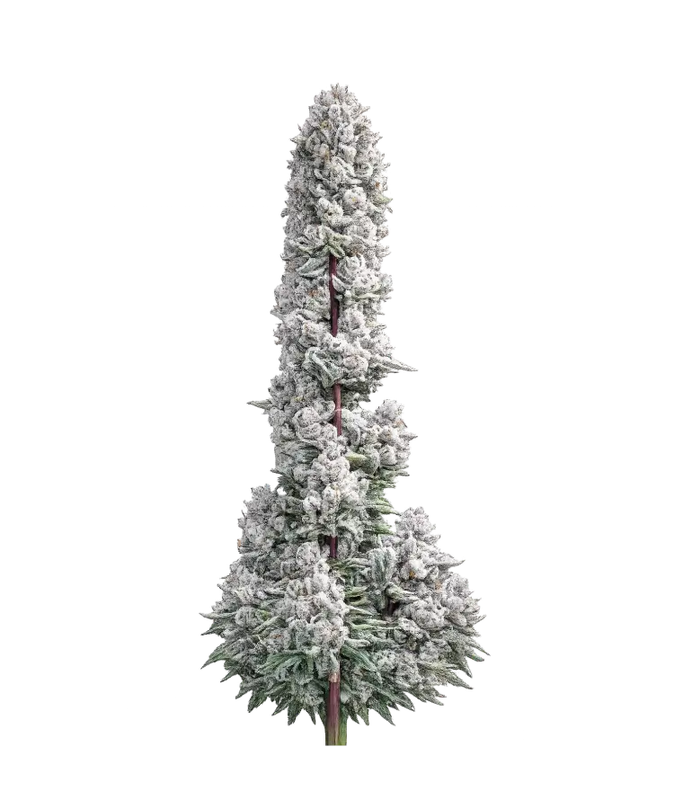 Pink Wasabi cannabis strain by Hypno Seeds