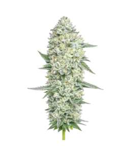 purple punch seeds: Premium weed seeds with stable genetics, strong terpene profiles, and reliable performance for indoor and outdoor growers.