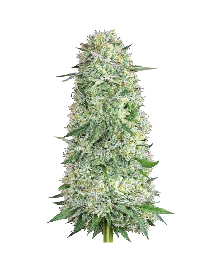 Rainbow Runtz cannabis strain by Hypno Seeds