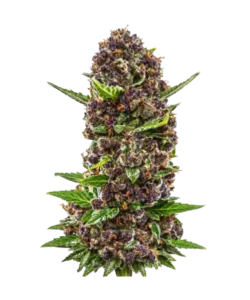 red Chile truffles seeds: Premium weed seeds with stable genetics, strong terpene profiles, and reliable performance for indoor and outdoor growers.