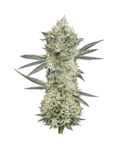 rs11 seeds: Premium weed seeds with stable genetics, strong terpene profiles, and reliable performance for indoor and outdoor growers.