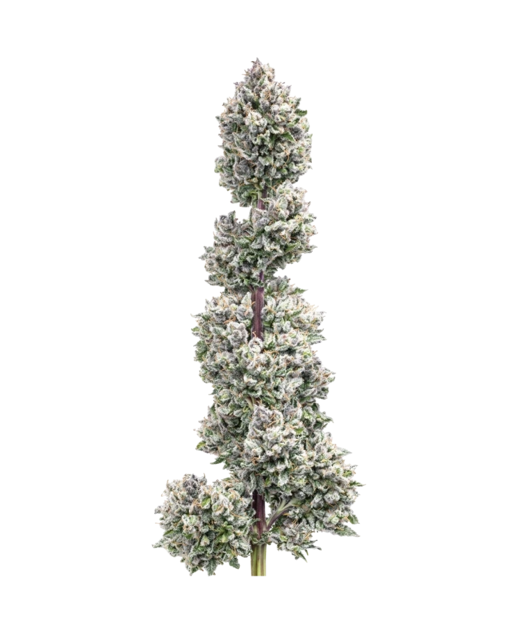 Spicy Pupusa cannabis strain by Hypno Seeds