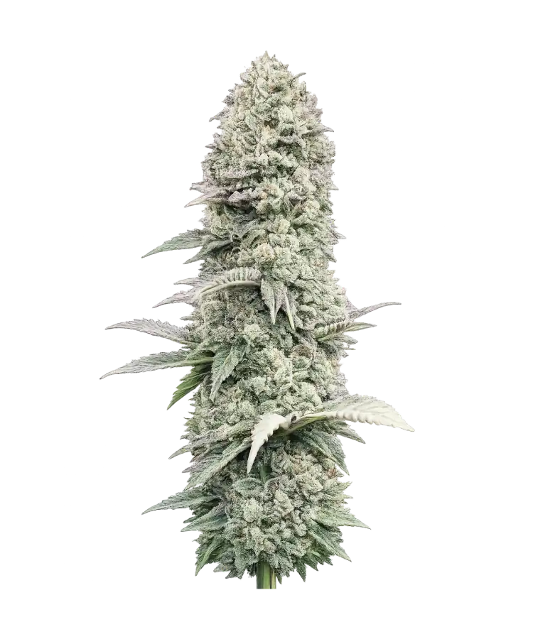 White Widow
