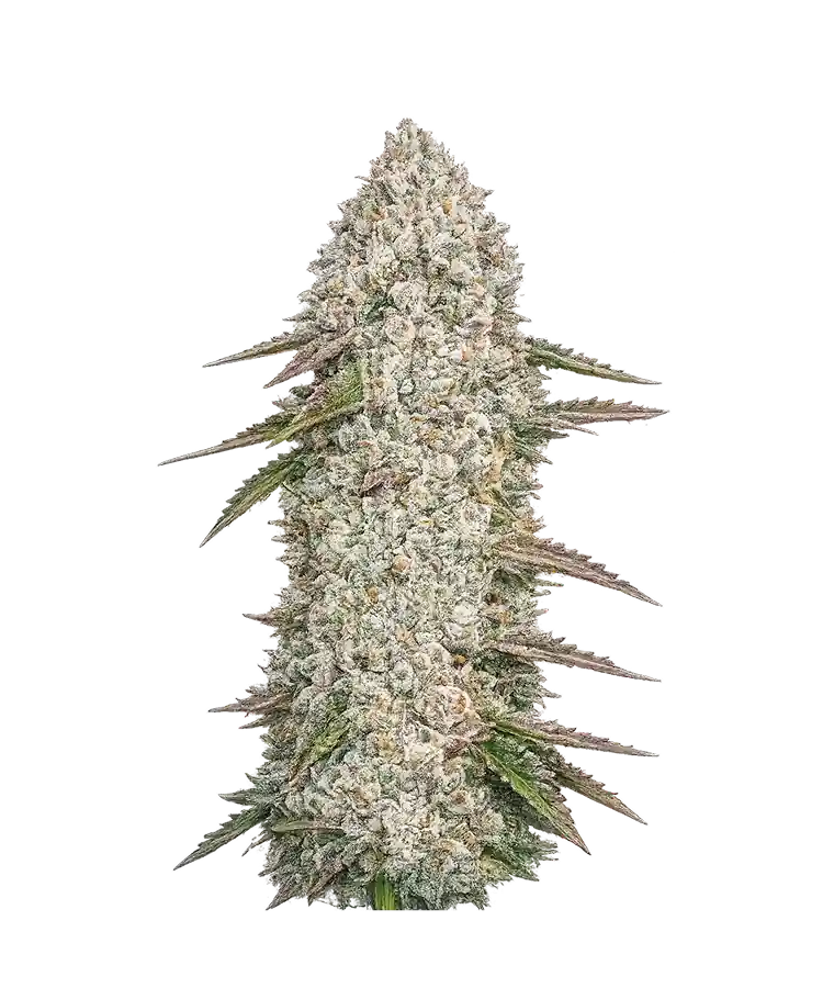 Z cannabis strain by Hypno Seeds