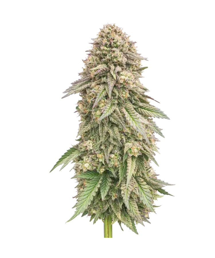 Z (Auto) cannabis strain by Hypno Seeds