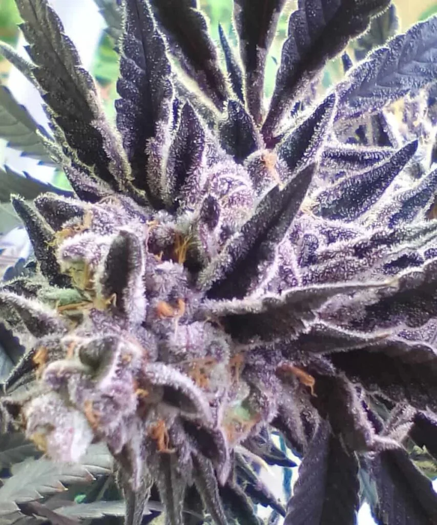 Blue Zushi Blue Zushi seeds – picture of the Blue Zushi plant