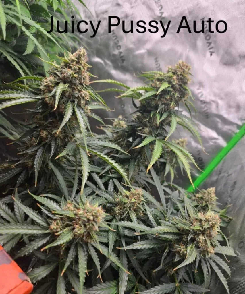 Juicy Pussy Auto
