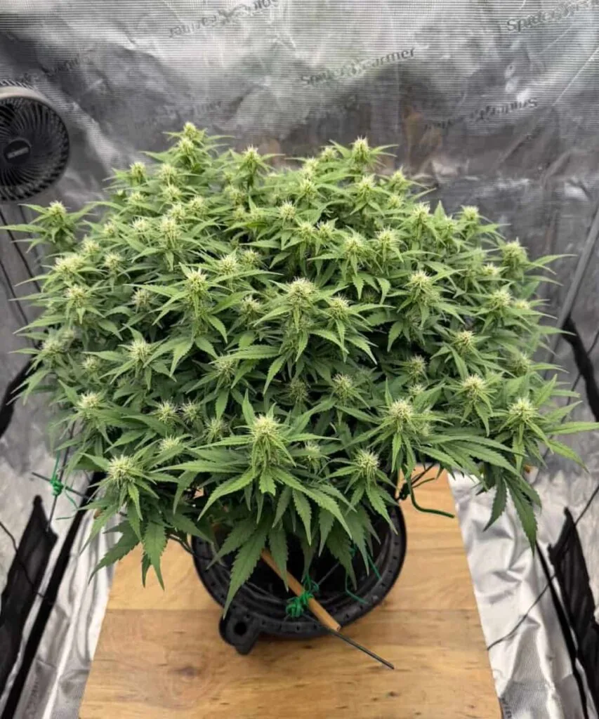 Pink Runtz seeds – picture of the Pink Runtz plant