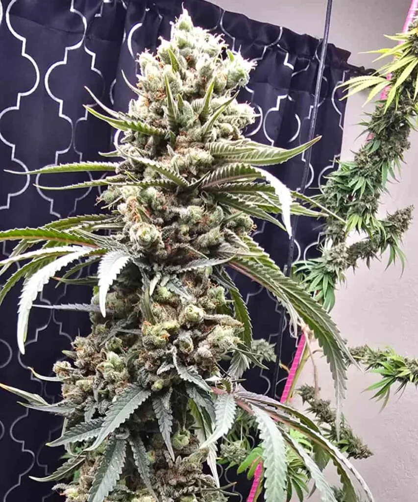 Super Boof Super Boof seeds – picture of the Super Boof plant