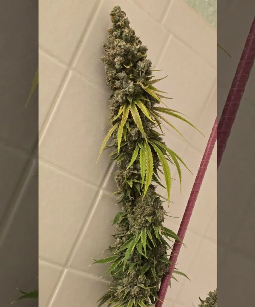 Super Boof Super Boof seeds – picture of the Super Boof plant