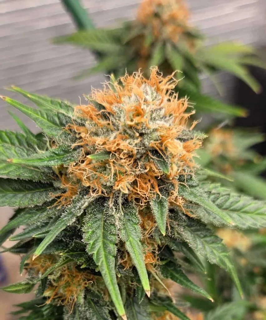 cap junky-1 cap junky seeds – picture of the cap junky plant