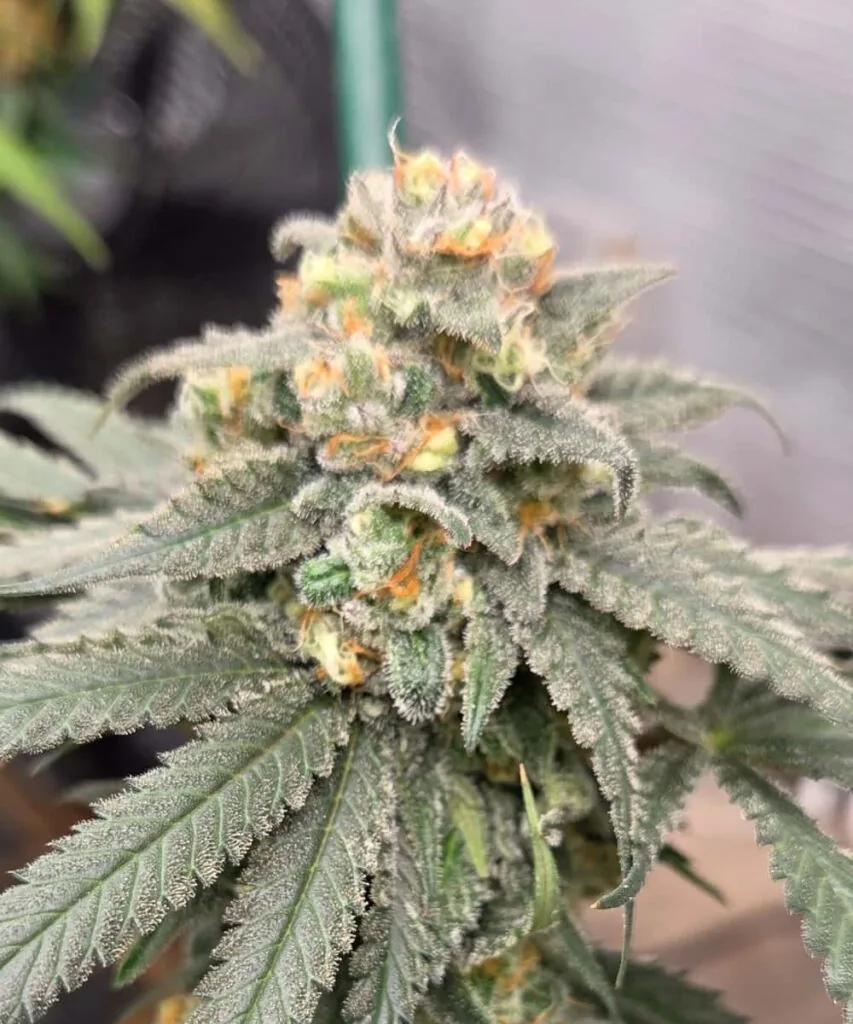 cap junky-2 cap junky seeds – picture of the cap junky plant