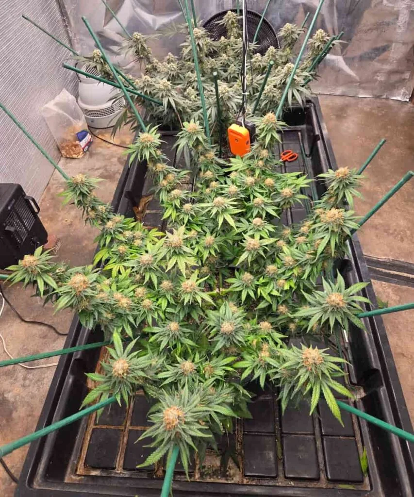 cap junky cap junky seeds – picture of the cap junky plant