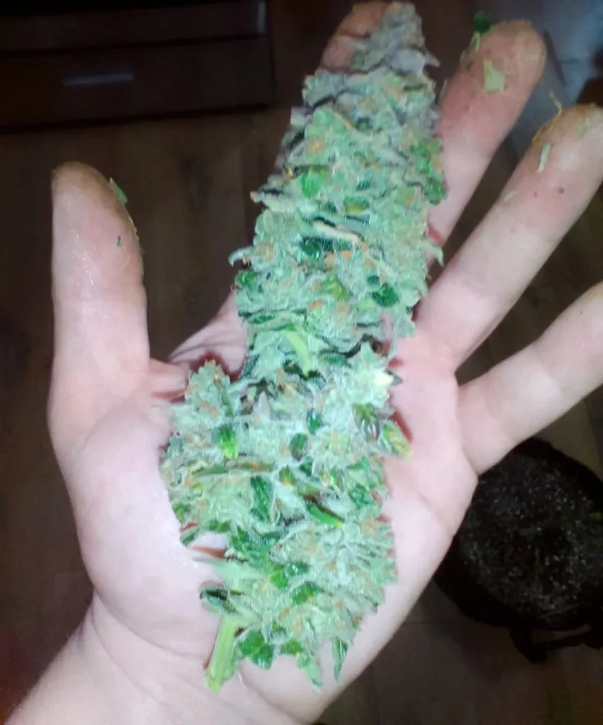 watermelon zkittlez seeds – picture of the watermelon zkittlez plant