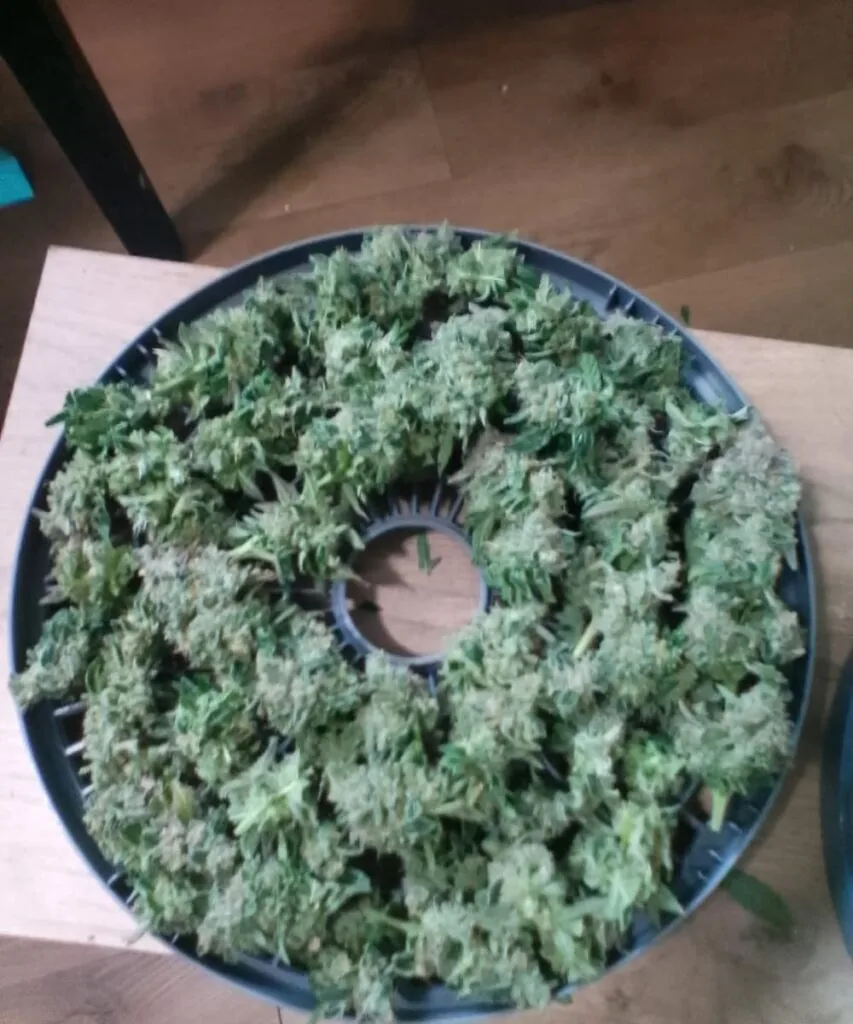 watermelon zkittlez seeds – picture of the watermelon zkittlez plant