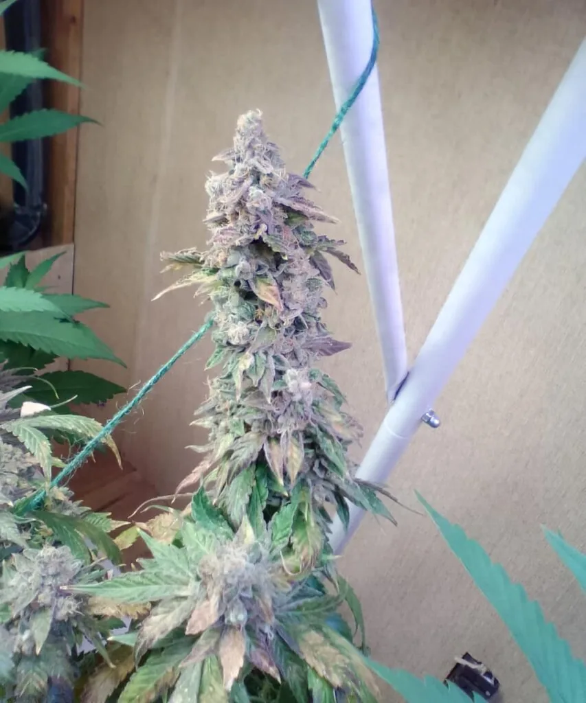 watermelon zkittlez seeds – picture of the watermelon zkittlez plant