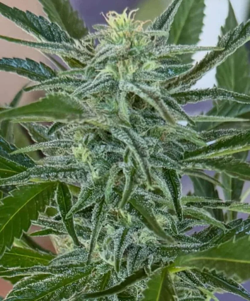 Do Si Dos Do Si Dos plan, green healthy plant
