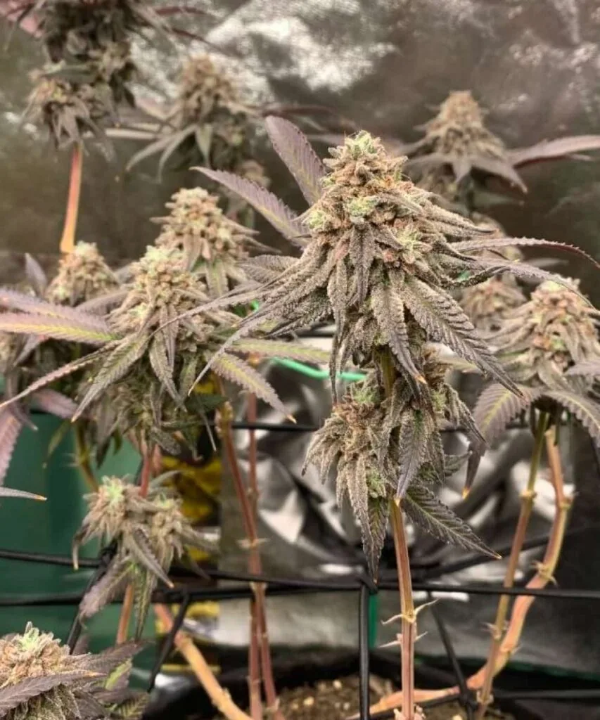 Gelato Strain Gelato plant full of trichomes