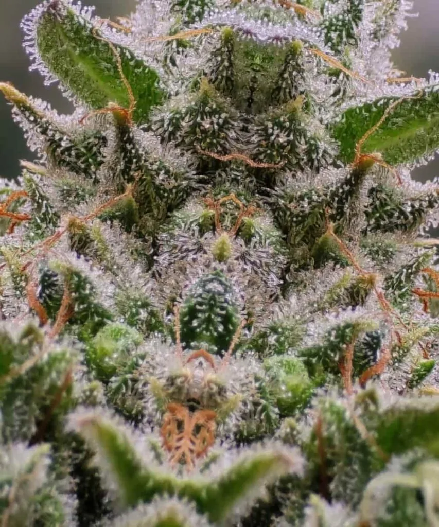 Gush Mints Strain-10-1 Gush Mints frosty bud - detail