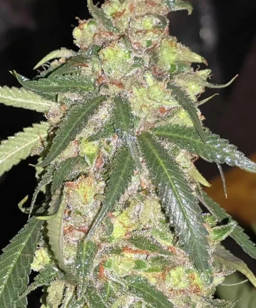 Gush Mints Strain-10-2 Gush Mints compact bud
