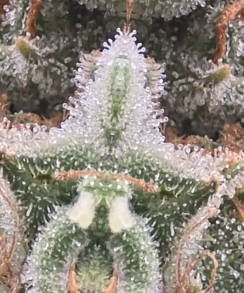 Gush Mints Strain-10 Gush Mints frosty bud - detail