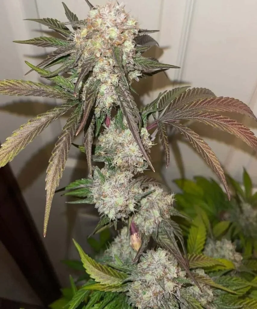 Peanut Butter Breath Strain.14-1 Peanut Butter Breath frosty buds