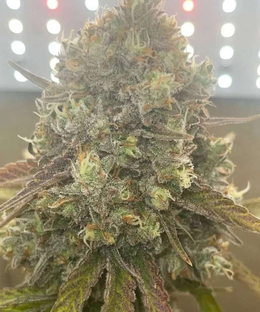 Peanut Butter Breath Strain.14 Peanut Butter Breath plant with huge bud
