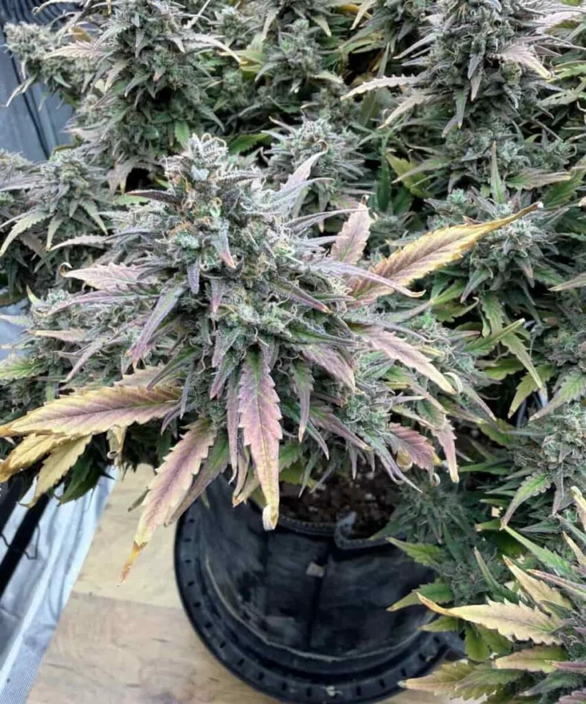 Pink Runtz Strain-1 Pink Runtz bud