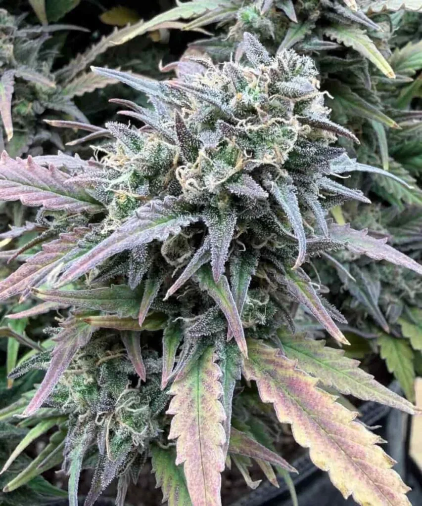 Pink Runtz Strain-2 Pink Runtz frosty bud