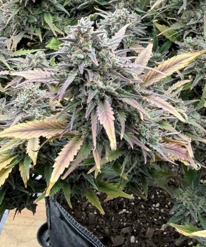 Pink Runtz Strain-3 Pink Runtz frosty bud