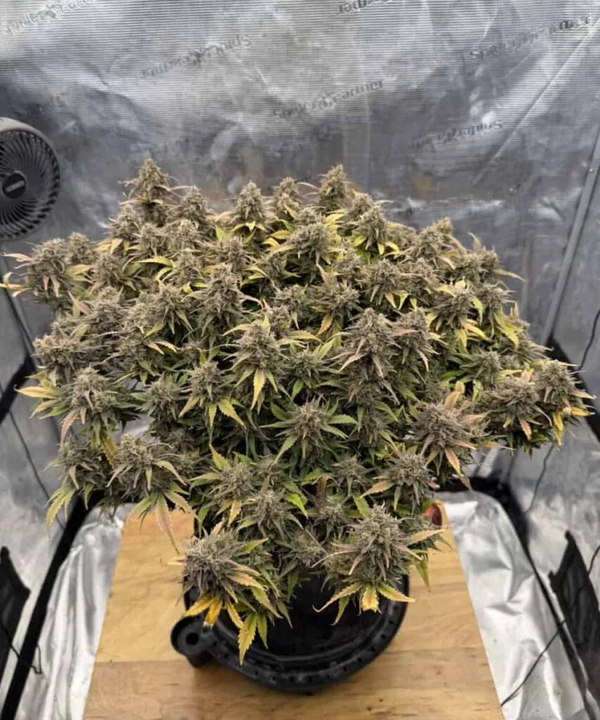 Pink Runtz Strain Pink Runtz huge plant - LST method