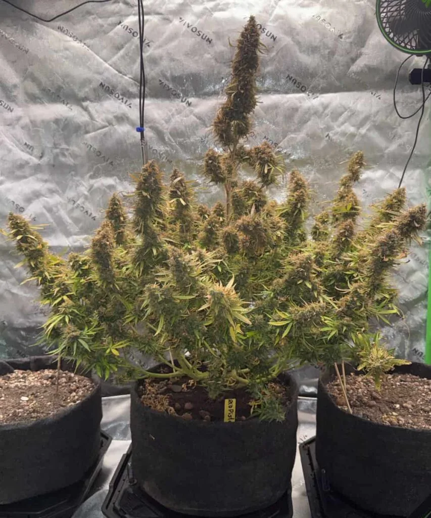 Red-Pistachio, xxl plant