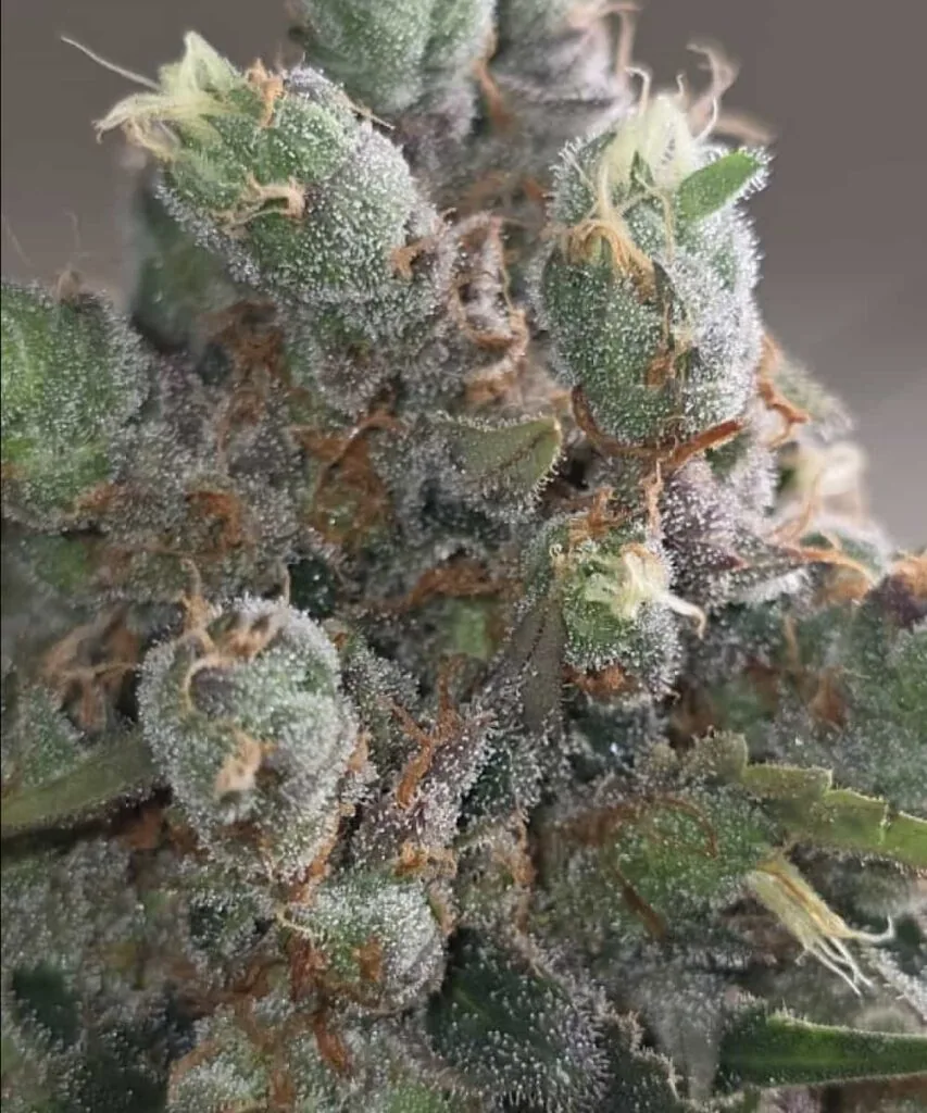 Super boot super frosty bud, zoom-detail